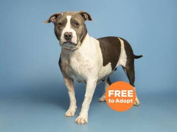 Pit Bull Terrier Dogs Available for Adoption in Phoenix, Arizona - CARLA | PetCurious