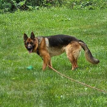 Jarvis -  German Shepherd Dog Dog for Adoption - Jarvis | PetCurious