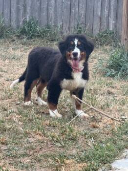 Lilly -  Bernese Mountain Dog Dog for Adoption in Bloomfield, Connecticut - Lilly | PetCurious