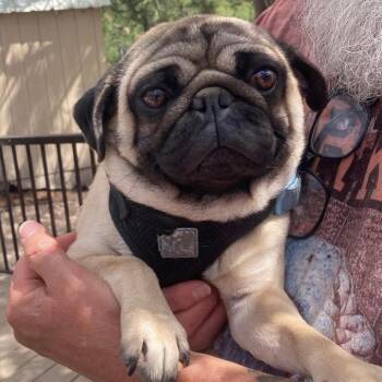 Dillion -  Pug Dog for Adoption in Tonasket, Washington - Dillion | PetCurious