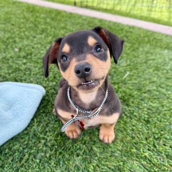 Miniature Pinscher and Dachshund Dogs Available for Adoption in Agoura Hills, California - Hershey | PetCurious