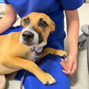Lucky -  Labrador Retriever and Mixed Breed Dog for Adoption in Englewood, Florida - Lucky | PetCurious