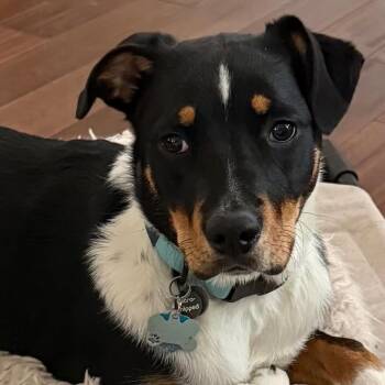 Cattle Dog and Mixed Breed Dogs Available for Adoption in Tacoma, Washington - Iris | PetCurious