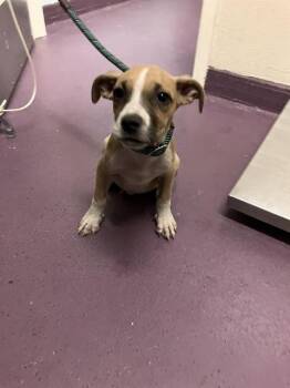 Pit Bull Terrier and Mixed Breed Dogs Available for Adoption in Long Beach, California - EMBER | PetCurious