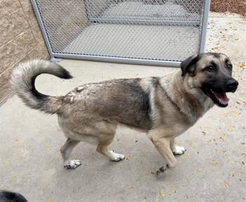 Rescue German Shepherd Dog and Mixed Breed Dogs for Adoption in Aurora, Illinois - GENNY | PetCurious