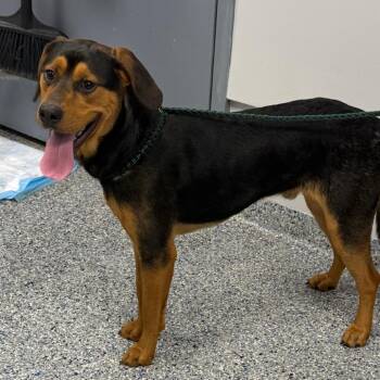 Reeces Pieces -  Mixed Breed Dog for Adoption in Greenville, South Carolina - Reeces Pieces | PetCurious