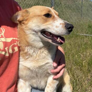 Flicka -  Cattle Dog and Corgi Dog for Adoption in Driggs, Idaho - Flicka | PetCurious