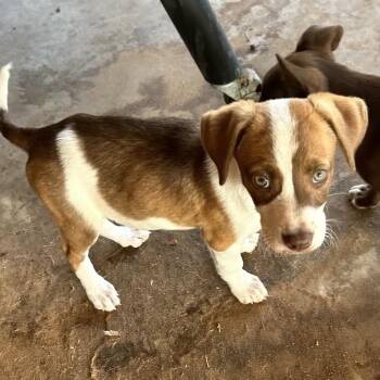Sadie FKA Sibby -  Cattle Dog and Mixed Breed Dog for Adoption in Midland, Texas - Sadie FKA Sibby | PetCurious
