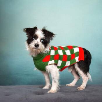 Maltese and Yorkie Poo Dogs Available for Adoption in Kaufman, Texas - LOUIE Has Cataracts | PetCurious