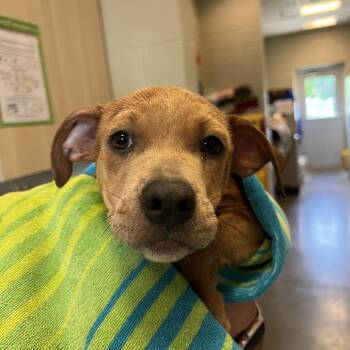 Chloe (Puppy) -  Black Mouth Cur and Mixed Breed Dog for Adoption in Wilmington, Delaware - Chloe (Puppy) | PetCurious