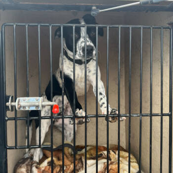 Rescue Labrador Retriever and Australian Cattle Dog Blue Heeler Dogs for Adoption in Apache Junction, Arizona - Kino | PetCurious