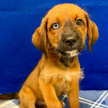 Cat in the Hat -  Mixed Breed and None Dog for Adoption in Pekin, Illinois - Cat In The Hat | PetCurious