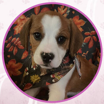 Rescue Mixed Breed Dogs for Adoption in Toms River, New Jersey - Moscow Mule Cupcake | PetCurious