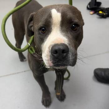 Mixed Breed Dogs Available for Adoption in Columbus, Georgia - Bruno | PetCurious