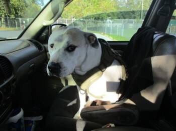 Rescue Pit Bull Terrier Dogs for Adoption in Ocala, Florida - PUP | PetCurious