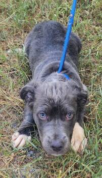 261045  Diamond -  Terrier Dog for Adoption in Wetumpka, Alabama - 261045  Diamond | PetCurious