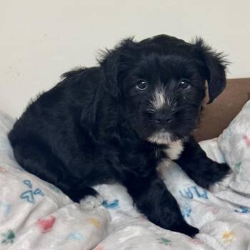 Darla -  Terrier and Mixed Breed Dog for Adoption in Potomac, Maryland - Darla | PetCurious