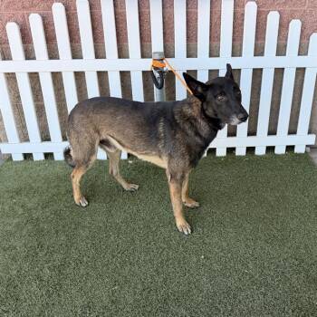 HAROLD -  Belgian Shepherd Malinois Dog for Adoption in Modesto, California - HAROLD | PetCurious