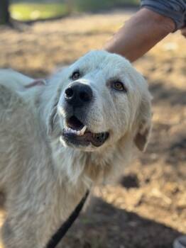 Rescue Great Pyrenees Dogs for Adoption in Hortense, Georgia - Jelly | PetCurious