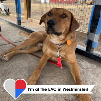 Labrador Retriever and Mixed Breed Dogs Available for Adoption - Jasper | PetCurious