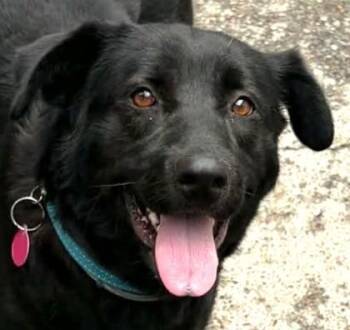 Thelma -  Labrador Retriever and Mixed Breed Dog for Adoption in Morristown, New Jersey - Thelma | PetCurious