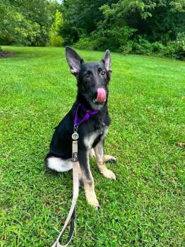 Dakota -  German Shepherd Dog Dog for Adoption in Candler, North Carolina - Dakota | PetCurious