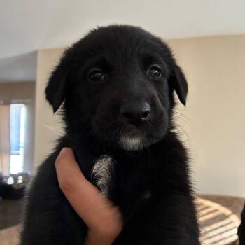 Bernadette -  Doberman Pinscher and Mixed Breed Dog for Adoption in Austin, Texas - Bernadette | PetCurious