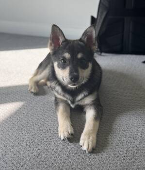 Shepherd Dogs Available for Adoption in Grafton, Ohio - Breck | PetCurious