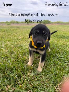 Black Labrador Retriever and German Shepherd Dog Dogs Available for Adoption in Paramus, New Jersey - Rose | PetCurious