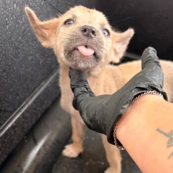 Chihuahua Dogs Available for Adoption in Harlingen, Texas - Morty | PetCurious