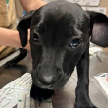 Wednesday -  Hound and Pit Bull Terrier Dog for Adoption in Newport, North Carolina - Wednesday | PetCurious