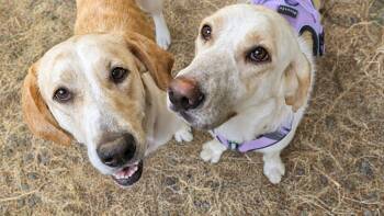 Sadie & Willow -  Labrador Retriever and Coonhound Dog for Adoption in Olympia, Washington - Sadie & Willow | PetCurious