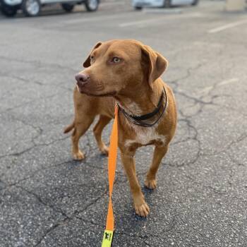 Fabiana -  Vizsla and Terrier Dog for Adoption in Escondido, California - Fabiana | PetCurious