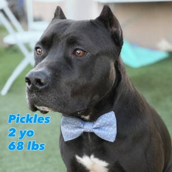 Pickles -  American Staffordshire Terrier Dog for Adoption in Santa Monica, California - Pickles | PetCurious