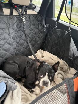 Bernie Tharp KY 4872 -  Boston Terrier Dog for Adoption in Maryville, Tennessee - Bernie Tharp KY 4872 | PetCurious