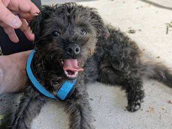 Toby -  Poodle and Yorkshire Terrier Dog for Adoption in Dyer, Indiana - Toby | PetCurious