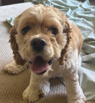 Pacoca 26098 -  Cocker Spaniel Dog for Adoption in Parker, Colorado - Pacoca 26098 | PetCurious