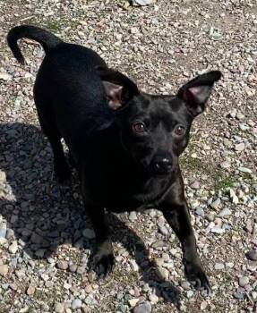 Chihuahua Dogs Available for Adoption in Polson, Montana - Wasabi | PetCurious