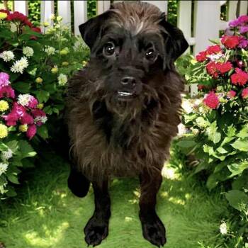 Rescue Poodle and Terrier Dogs for Adoption in Los Angeles, California - Rose | PetCurious