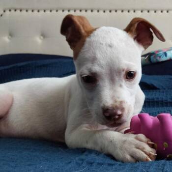 Lainey -  American Staffordshire Terrier and Chihuahua Dog for Adoption in Cartersville, Georgia - Lainey | PetCurious