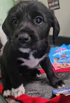 Rescue Mixed Breed Dogs for Adoption in Port St. Joe, Florida - Rae | PetCurious