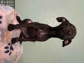 Rescue Mixed Breed Dogs for Adoption in Lorida, Florida - Wednesday | PetCurious