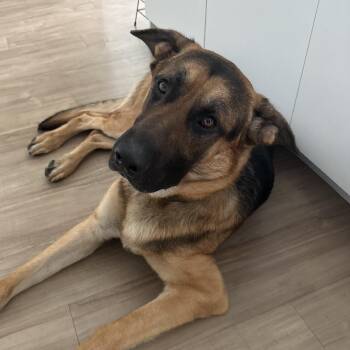 Scooby -  German Shepherd Dog Dog for Adoption in Columbia, South Carolina - Scooby | PetCurious