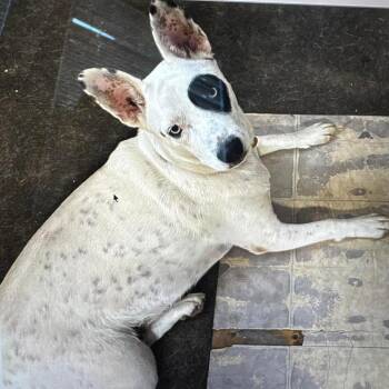 Dottie Dumpling -  Cattle Dog and Husky Dog for Adoption in New Orleans, Louisiana - Dottie Dumpling | PetCurious