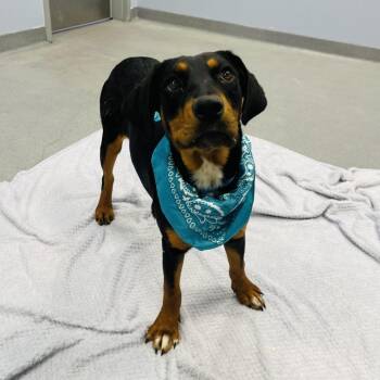 Stripe -  Mixed Breed Dog for Adoption in Canal Winchester, Ohio - Stripe | PetCurious