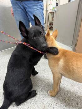 RAIDER -  German Shepherd Dog Dog for Adoption in Pasadena, Texas - RAIDER | PetCurious