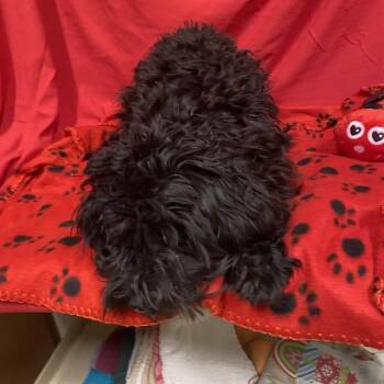 A614831 -  Poodle Dog for Adoption in Modesto, California - A614831 | PetCurious