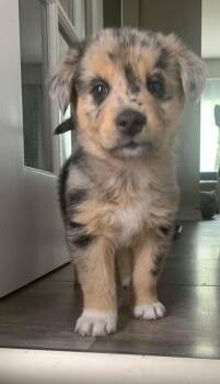 Pixel -  Australian Shepherd and Mixed Breed Dog for Adoption in Winnipeg, Manitoba - Pixel | PetCurious
