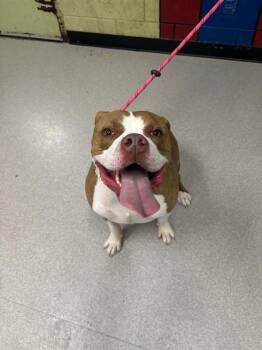 Pit Bull Terrier Dogs Available for Adoption in Indianapolis, Indiana - KAPPY | PetCurious