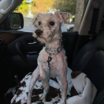 Rescue Maltese Dogs for Adoption in Raleigh, North Carolina - Stanley | PetCurious